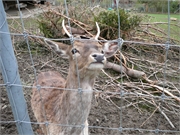 2012.04.08 Ostern Dennis&Brigi14